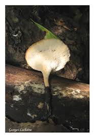 Attēlu rezultāti vaicājumam “Polyporus varius”