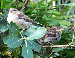 Image result for Passer domesticus