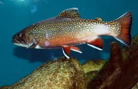Image result for Salvelinus fontinalis
