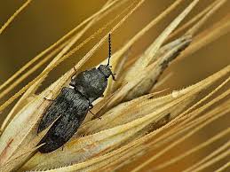 Attēlu rezultāti vaicājumam “Prosternon tessellatum”