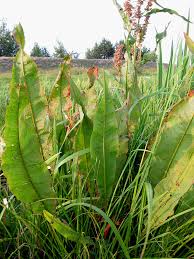 Attēlu rezultāti vaicājumam “Rumex hydrolapathum”