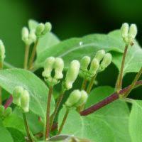 Attēlu rezultāti vaicājumam “Lonicera xylosteum bud”