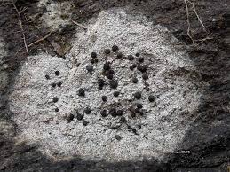 Attēlu rezultāti vaicājumam “Porpidia macrocarpa”