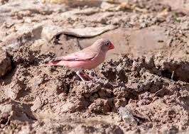 Image result for Bucanetes githagineus