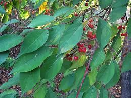Attēlu rezultāti vaicājumam “Malus mandshurica”
