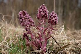 Attēlu rezultāti vaicājumam “Petasites spurius flower”