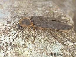 Attēlu rezultāti vaicājumam “Lampyris noctiluca”