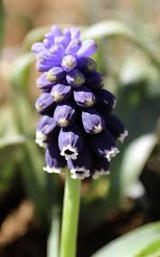 Attēlu rezultāti vaicājumam “Muscari neglectum”