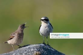 Attēlu rezultāti vaicājumam “Oenanthe oenanthe juvenile”