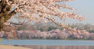 Image result for "cherry blossom" washington