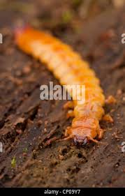 Attēlu rezultāti vaicājumam “Pyrochroidae larva”