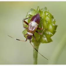 Attēlu rezultāti vaicājumam “Closterotomus biclavatus”