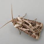 Attēlu rezultāti vaicājumam “Agrotis vestigialis”