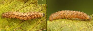 Attēlu rezultāti vaicājumam “Herminia tarsicrinalis”