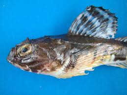 Image result for Myoxocephalus octodecemspinosus