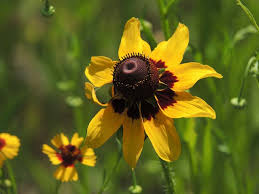 Attēlu rezultāti vaicājumam “Rudbeckia hirta var. pulcherrima flower”