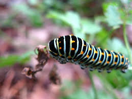 Attēlu rezultāti vaicājumam “Papilio machaon larva”