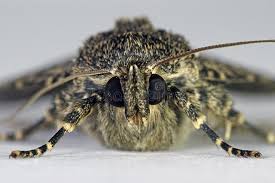 Attēlu rezultāti vaicājumam “Amphipyra perflua”