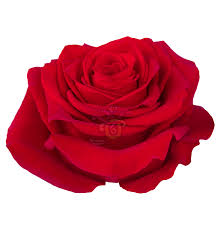 Image result for Red Rose Cc