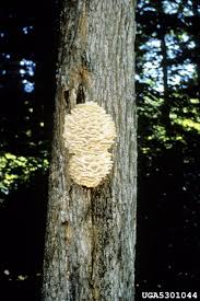 Attēlu rezultāti vaicājumam “Climacodon septentrionalis”