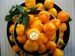 Afbeeldingsresultaat voor baby yellow sweet pepper