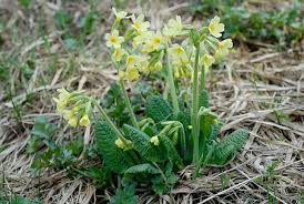 Attēlu rezultāti vaicājumam “Primula elatior”