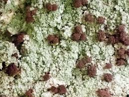 Attēlu rezultāti vaicājumam “Chaenotheca trichialis”