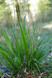 Attēlu rezultāti vaicājumam “Festuca altissima”