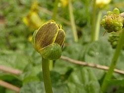 Attēlu rezultāti vaicājumam “Ficaria verna flower”