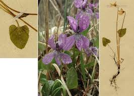 Attēlu rezultāti vaicājumam “Viola uliginosa”