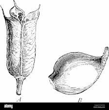 Attēlu rezultāti vaicājumam “Ranunculus acris fruit”
