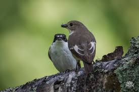 Attēlu rezultāti vaicājumam “Ficedula hypoleuca juvenile”