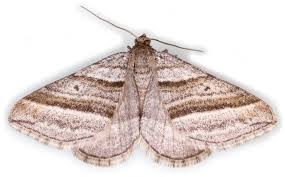 Attēlu rezultāti vaicājumam “Epirhoe tristata”