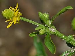 Attēlu rezultāti vaicājumam “Ranunculus sceleratus”
