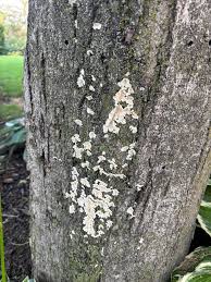 Attēlu rezultāti vaicājumam “Irpex lacteus”