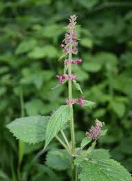 Attēlu rezultāti vaicājumam “Stachys sylvatica”