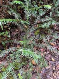 Attēlu rezultāti vaicājumam “Taxus wallichiana”