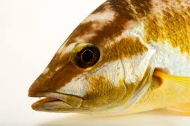 Image result for Lutjanus apodus