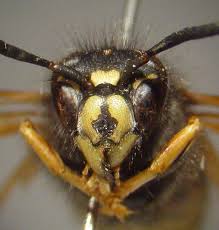 Attēlu rezultāti vaicājumam “Vespula rufa”