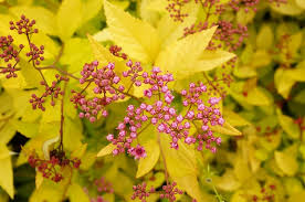 Attēlu rezultāti vaicājumam “Chenopodium rubrum flower”