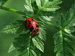 Attēlu rezultāti vaicājumam “Gonioctena viminalis”