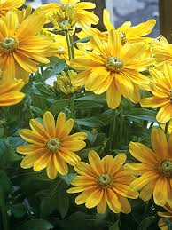 Image result for Rudbeckia Paradisio