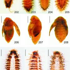 Attēlu rezultāti vaicājumam “Anthrenus sp. imago”