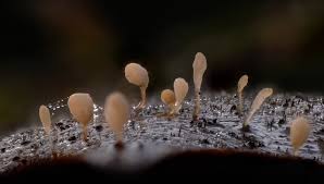 Attēlu rezultāti vaicājumam “Typhula setipes”