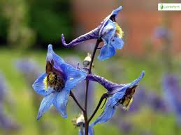 Attēlu rezultāti vaicājumam “Delphinium elatum  bud”