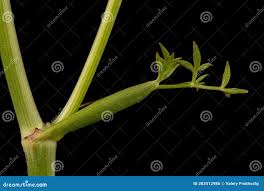 Attēlu rezultāti vaicājumam “Peucedanum oreoselinum leaf”