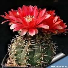 Image result for Gymnocalycium