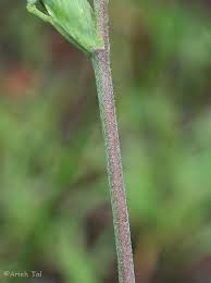 Attēlu rezultāti vaicājumam “Trifolium aureum fruit”