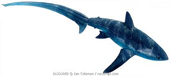 Image result for Alopias vulpinus