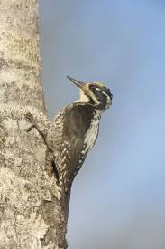 Attēlu rezultāti vaicājumam “Picoides tridactylus”